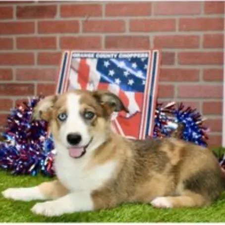 A baby small-sized female Brown / Chocolate Corgi dog named Ithaca for adoption in Pittsburg, KS