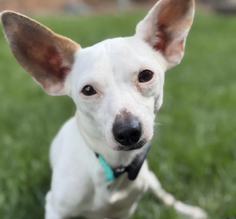 A young small-sized male Chihuahua dog named Blippi for adoption in Itasca, IL