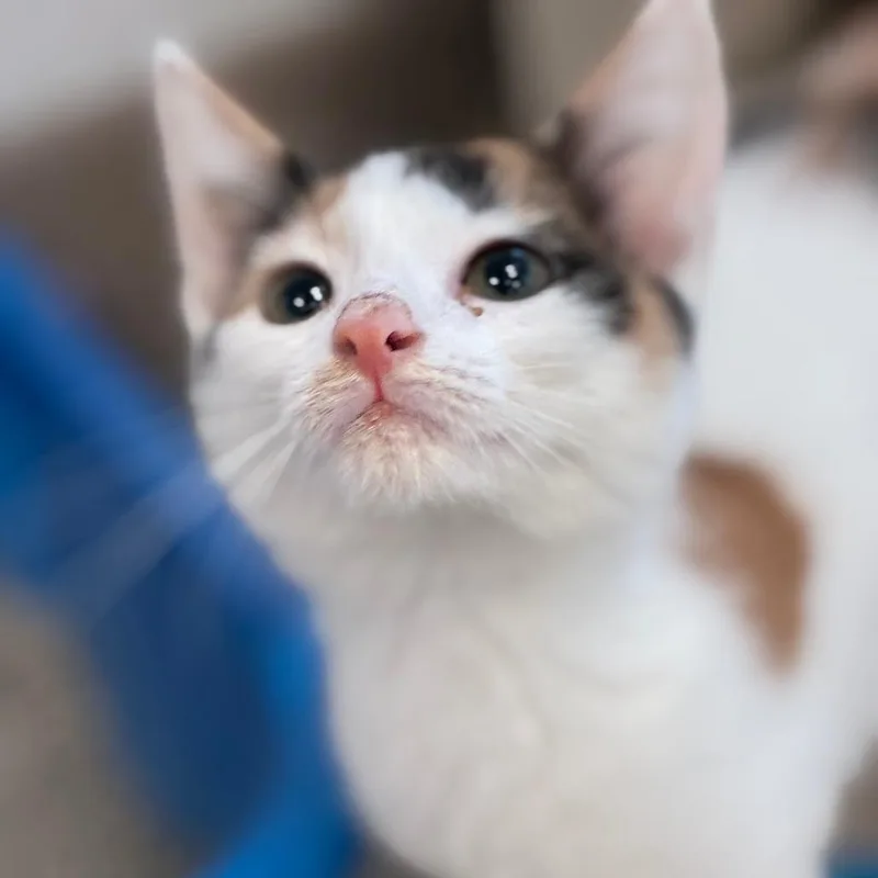 A baby small-sized female Calico Domestic Short Hair cat named Squimble for adoption in South Elgin, IL