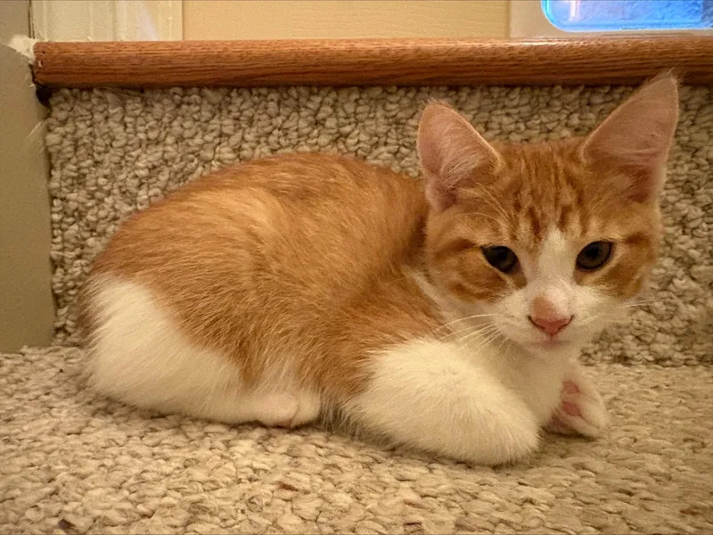Peanut thumbnail 3