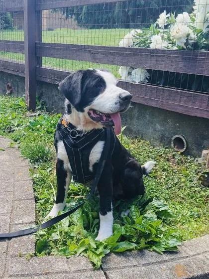 An adult large-sized male Bernese Mountain Dog dog named River for adoption in Cincinnati, OH