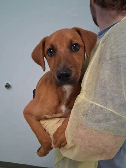 A young medium-sized male Terrier dog named Devin for adoption in Gulfport, MS