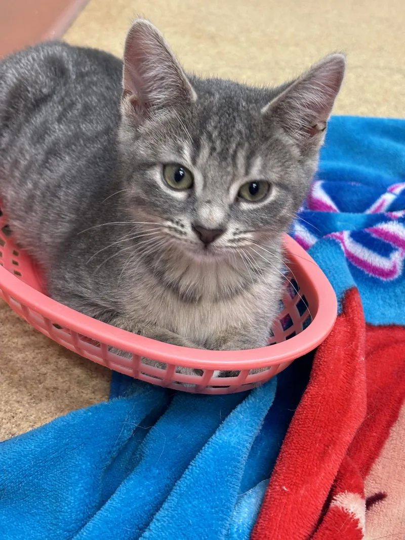 A baby medium-sized male Gray / Blue / Silver Domestic Short Hair cat named Bobby for adoption in Brick, NJ
