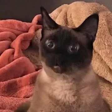 A senior medium-sized female Seal Point Siamese cat named Olive for adoption in Fairborn, OH
