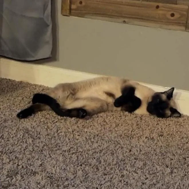 Olive thumbnail 4