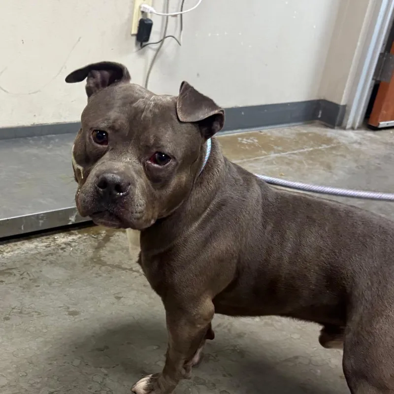 An adult medium-sized male Brown / Chocolate Pit Bull Terrier dog named Camerino for adoption in Yuma, AZ