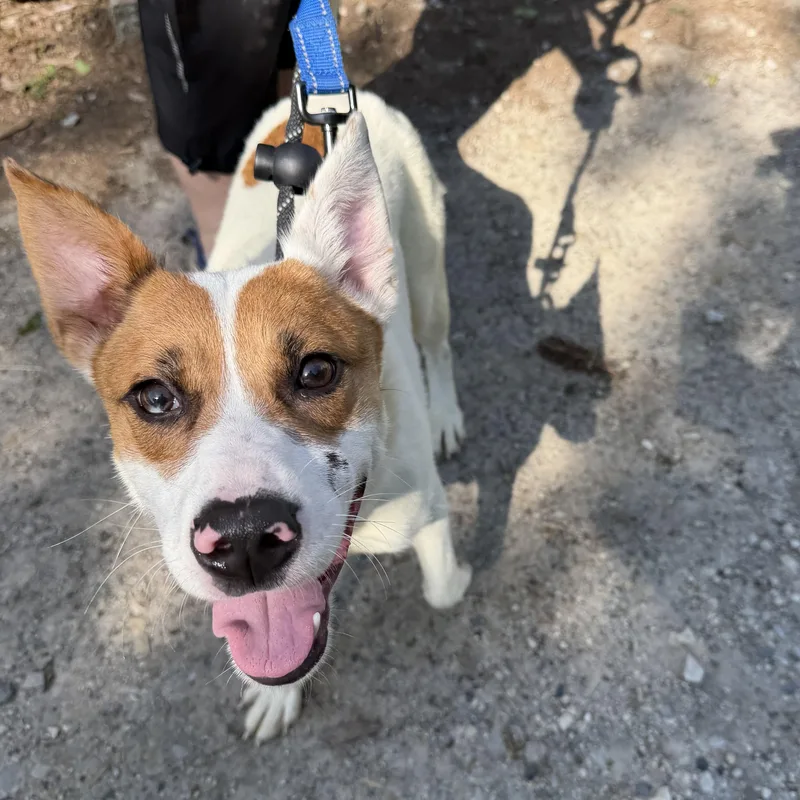 A young medium-sized female White / Cream Cattle Dog dog named Mariah for adoption in Phoenixville, PA