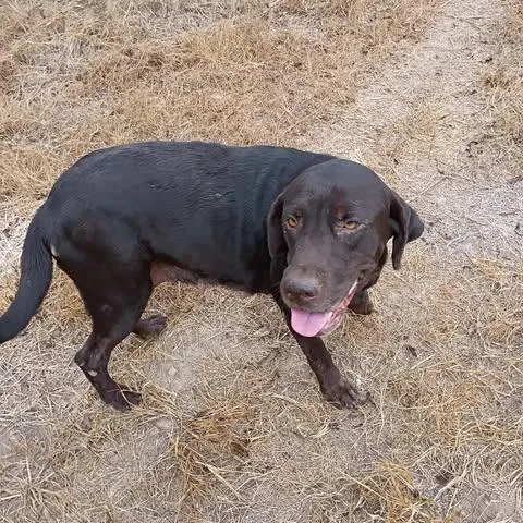 An adult large-sized female Brown / Chocolate Chocolate Labrador Retriever dog named Shelby for adoption in Bastrop, TX