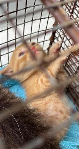 A baby small-sized female Domestic Short Hair cat named Henry for adoption in Houston, TX
