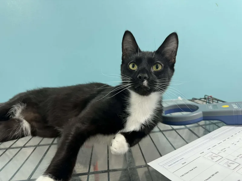 Noah & Nicholas Bonded thumbnail 2