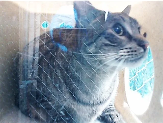 An adult medium-sized male Domestic Short Hair cat named Pickles for adoption in Downey, CA