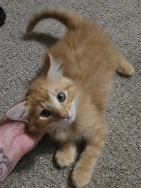 A baby small-sized male Orange / Red Domestic Short Hair cat named Naranja for adoption in Woodland, CA
