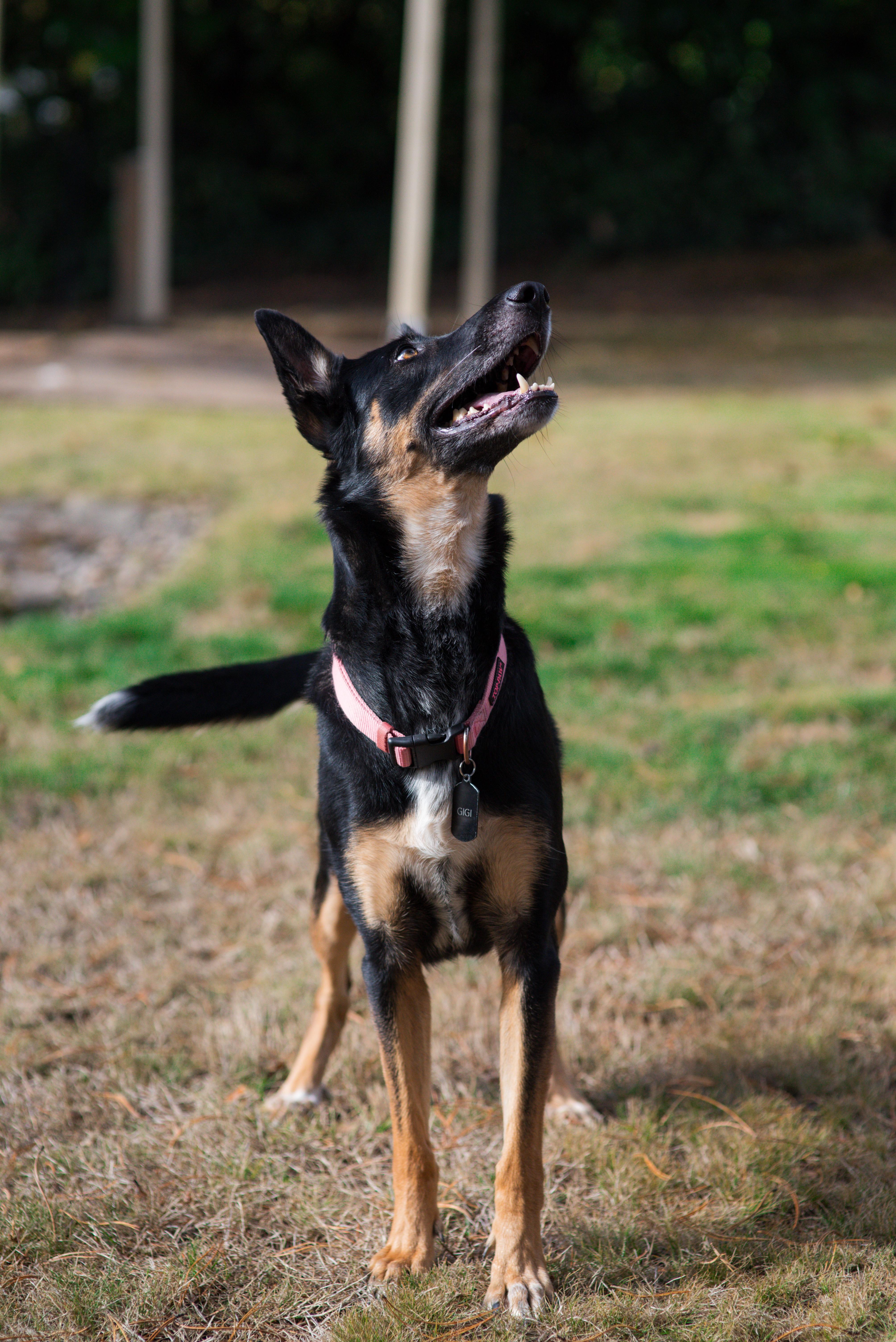 An adult large-sized female Belgian Shepherd / Malinois dog named Gigi for adoption in Vancouver, WA
