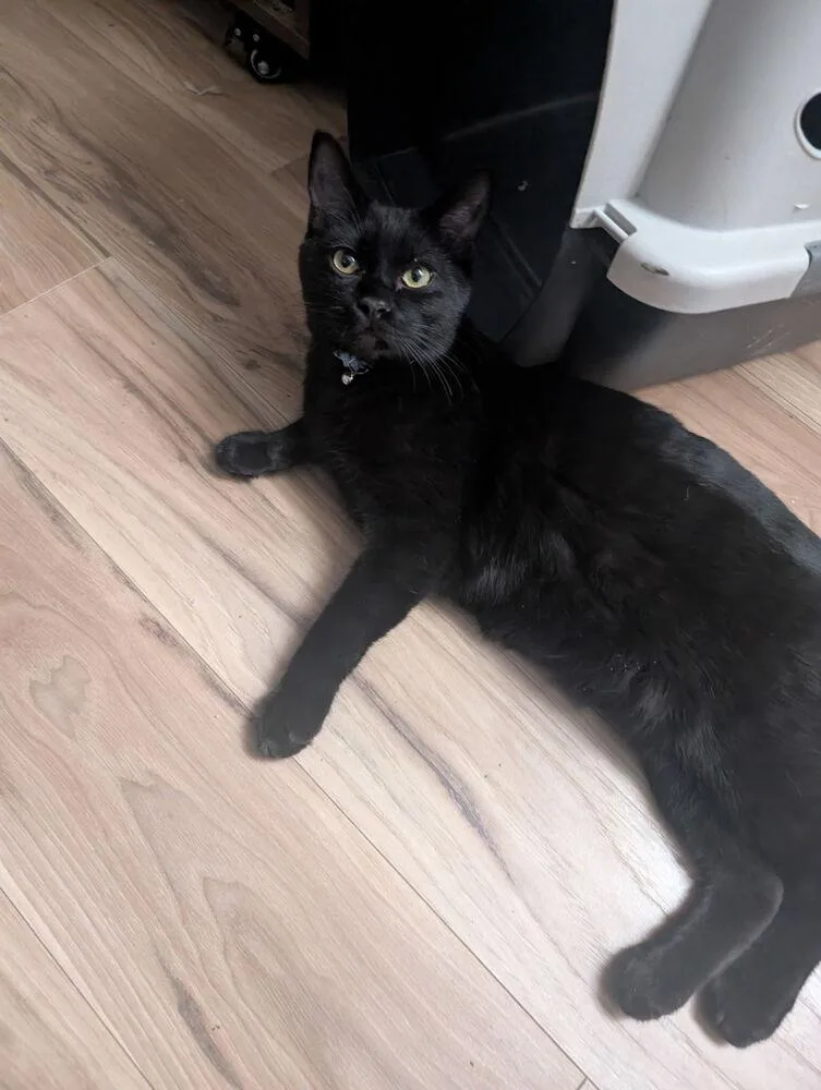 An adult large-sized male Black Domestic Short Hair cat named Felicia's Flow for adoption in Albuquerque, NM