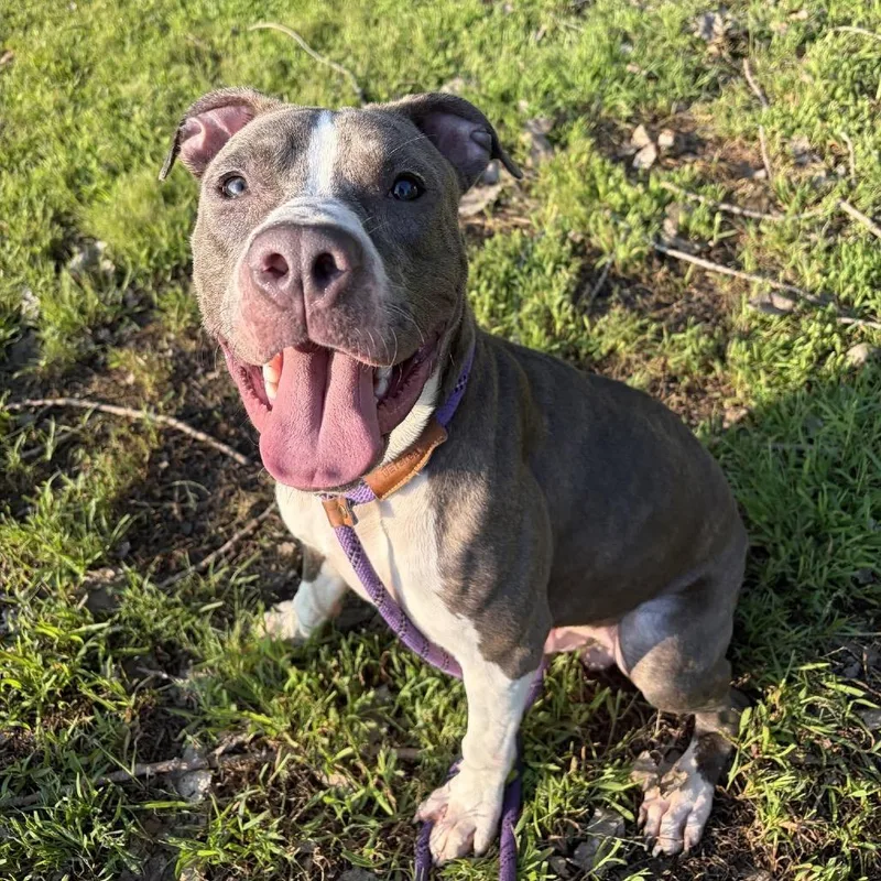 A baby large-sized male Brindle Pit Bull Terrier dog named Lunchbox for adoption in Northbrook, IL