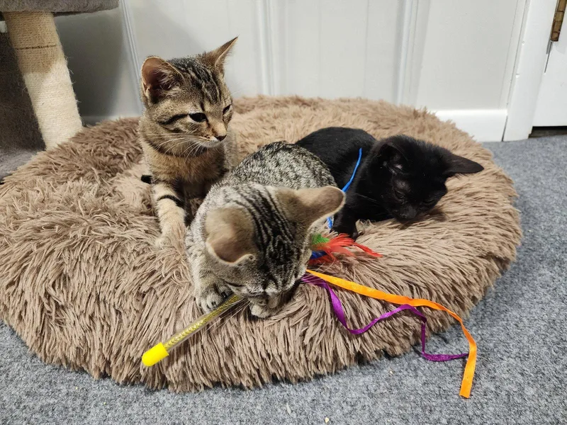 A baby medium-sized female Domestic Short Hair cat named Beautiful for adoption in Wheaton, IL