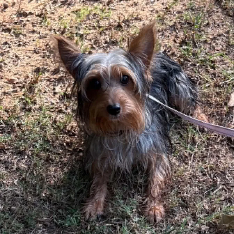 A baby small-sized male Silky Terrier dog named Timber for adoption in Hartland, WI