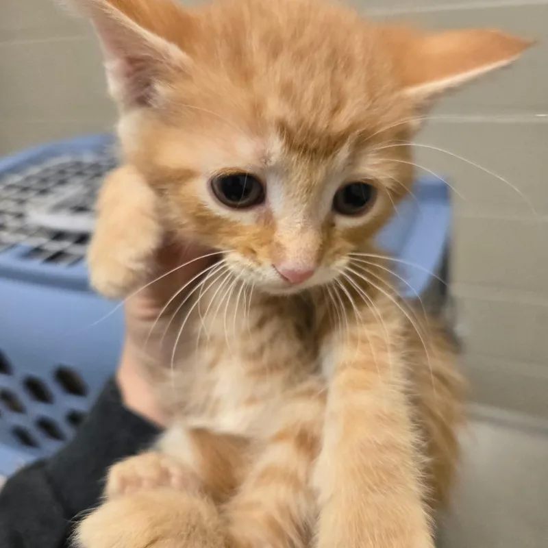 A baby small-sized female Orange / Red Domestic Short Hair cat named Cocos for adoption in Bristol, IN
