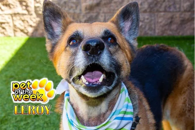 A senior large-sized male German Shepherd Dog dog named SAVE ME PLEASE Leroy for adoption in San Marcos, CA