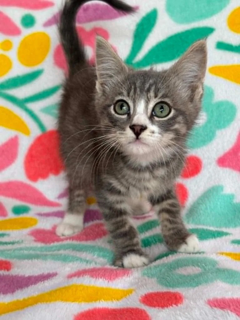 A baby small-sized male Domestic Short Hair cat named Genesis for adoption in Warrenton, NC