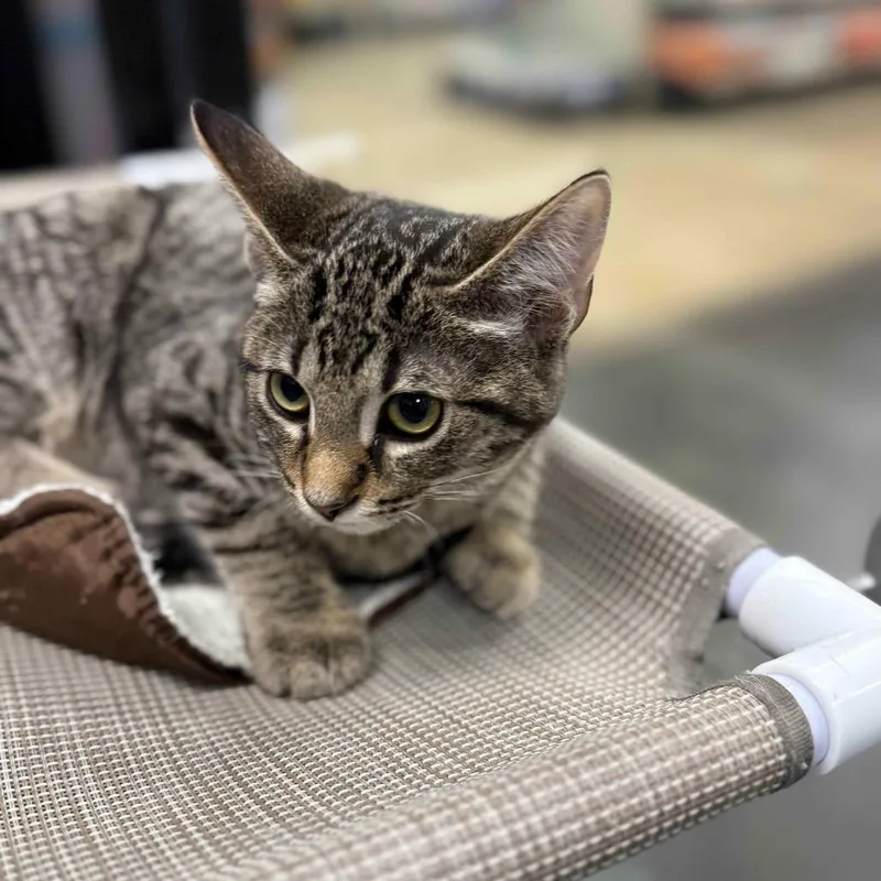 A baby small-sized male Domestic Short Hair cat named Greg for adoption in Cumming, GA