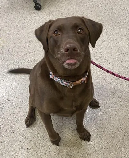An adult large-sized female Labrador Retriever dog named Mocha for adoption in Fishers, IN