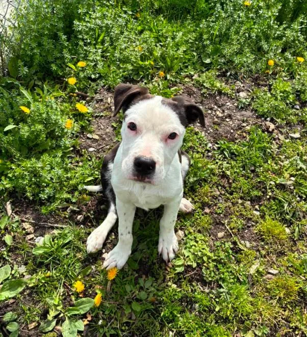 A baby medium-sized male White / Cream Australian Cattle Dog / Blue Heeler dog named Gus for adoption in Hornell, NY