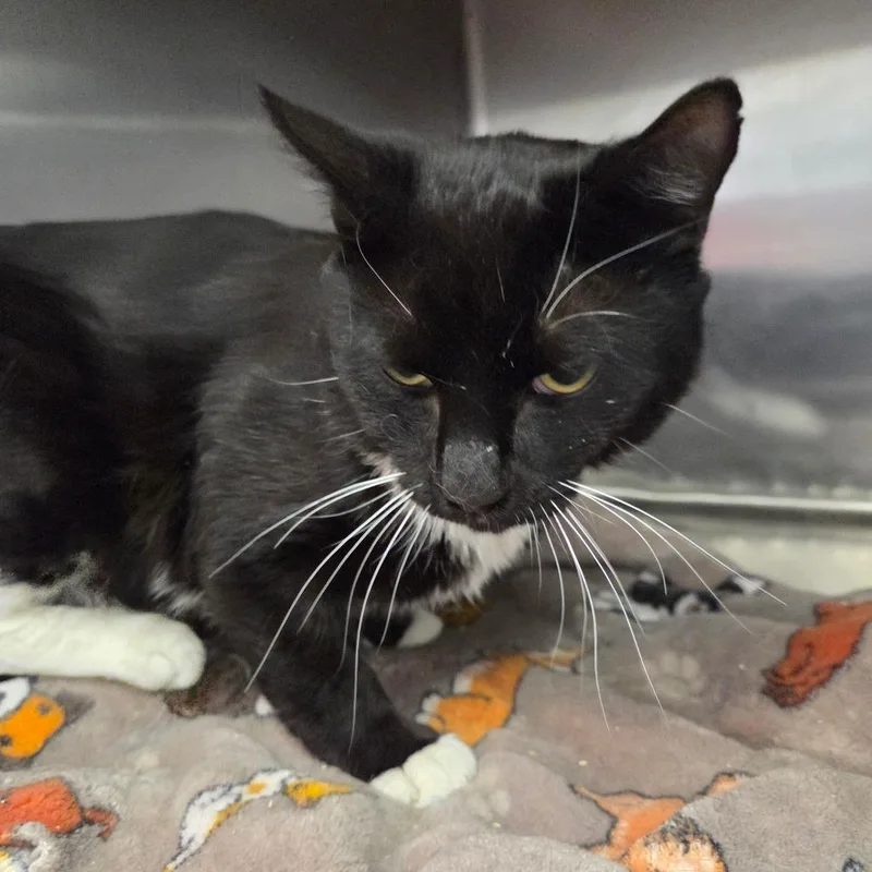 An adult medium-sized male Black Domestic Short Hair cat named Benson Boone for adoption in Spokane, WA