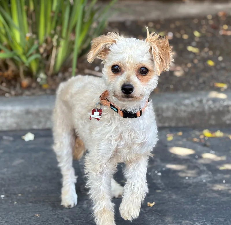 A baby small-sized female Maltese dog named Fairy for adoption in Palo Alto, CA