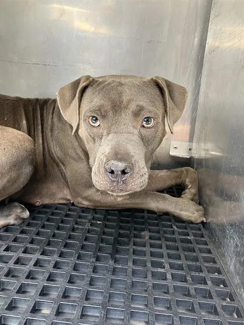 A young medium-sized female Mixed Breed dog named Aya for adoption in Dallas, TX