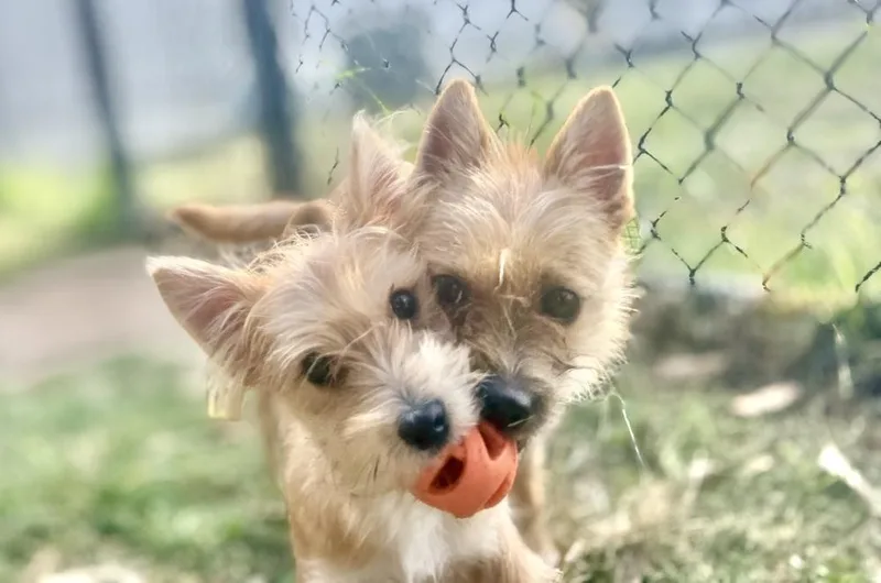 A baby small-sized male White / Cream Terrier dog named Dust Bunny for adoption in Richmond, TX