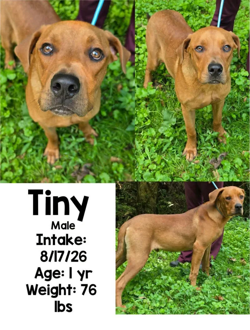 An adult large-sized male Great Dane dog named Tiny for adoption in Staffordsville, KY