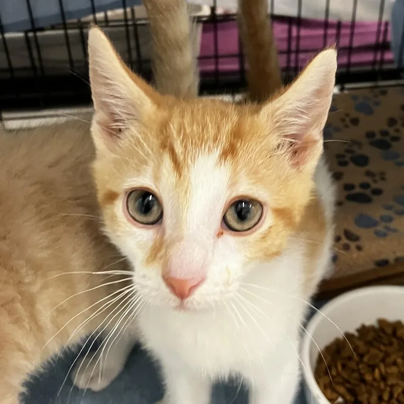 A baby small-sized male Orange / Red Domestic Short Hair cat named Alexander for adoption in Newark, DE
