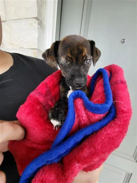 A baby small-sized female Chihuahua dog named Grunt for adoption in San Antonio, TX