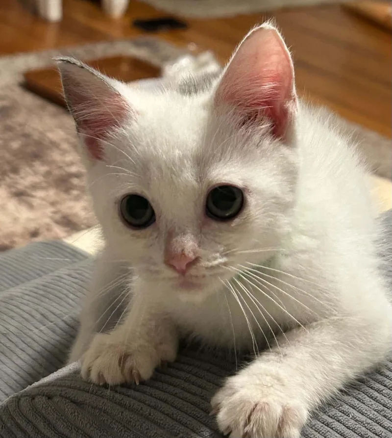Dobby