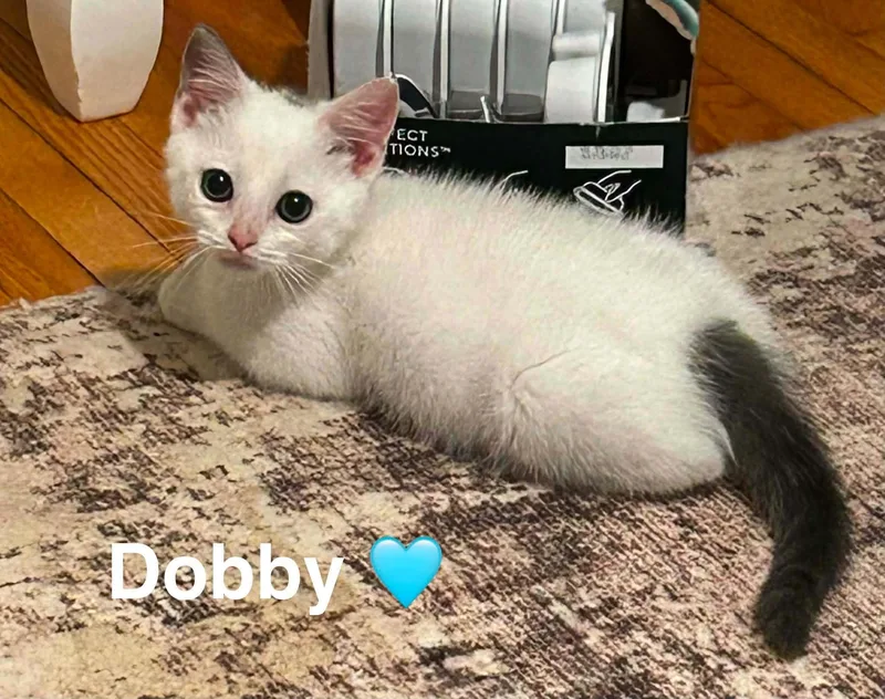 Dobby thumbnail 2