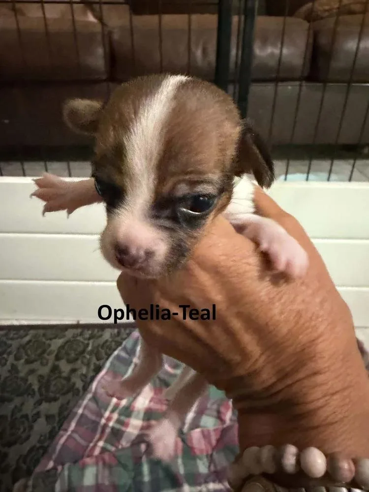 Ophelia thumbnail 2
