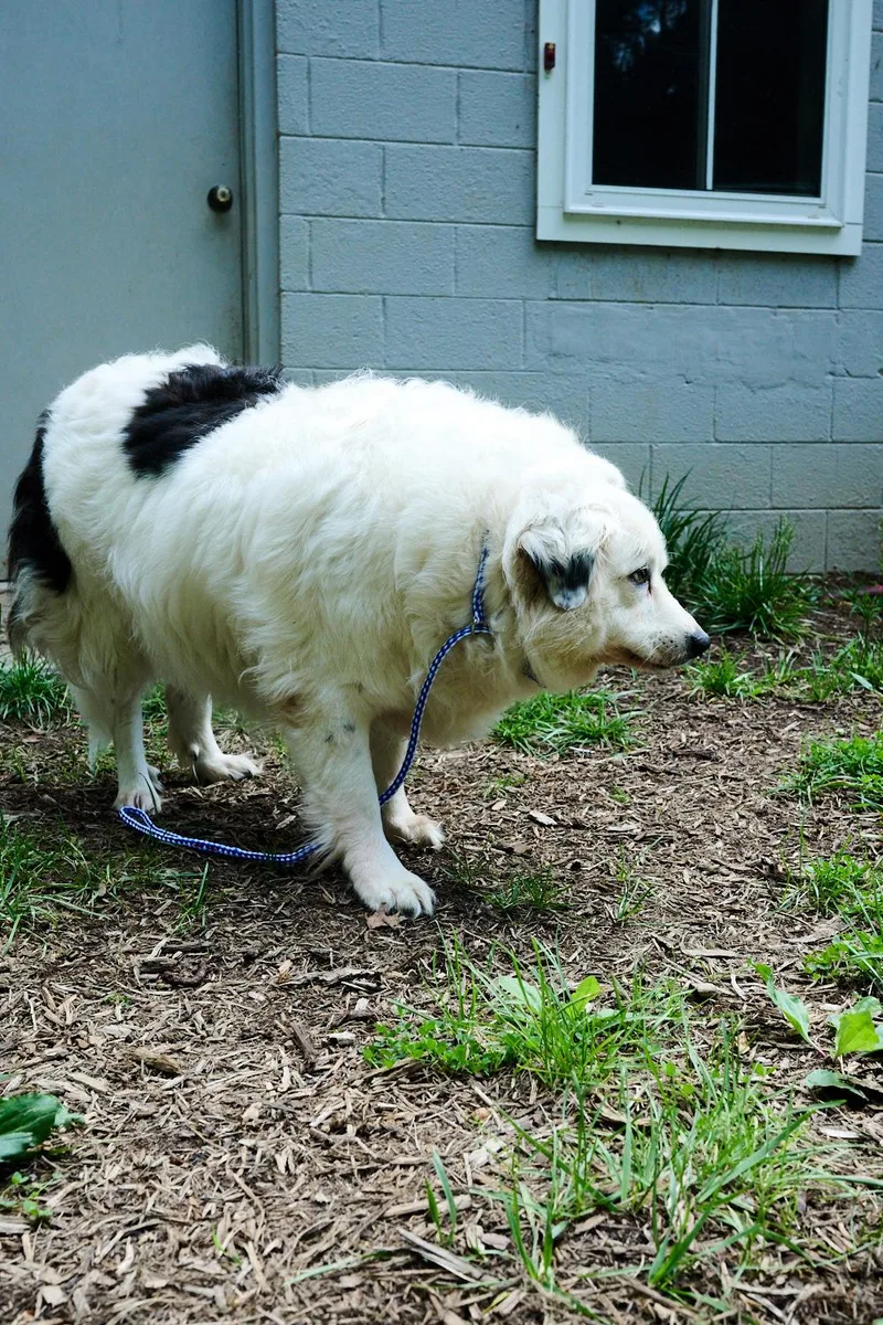 An adult large-sized female Great Pyrenees dog named Sadie for adoption in Floyd, VA