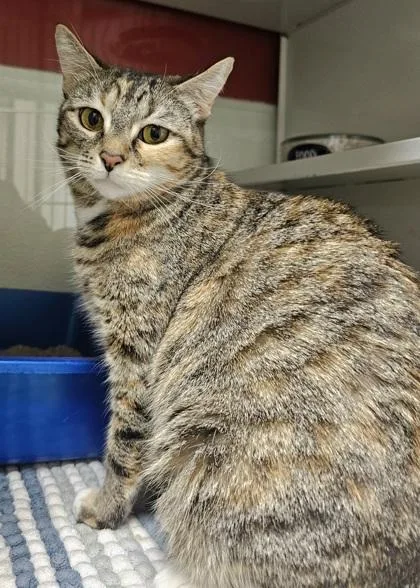 An adult small-sized female Domestic Short Hair cat named Ocean for adoption in Phoenix, AZ