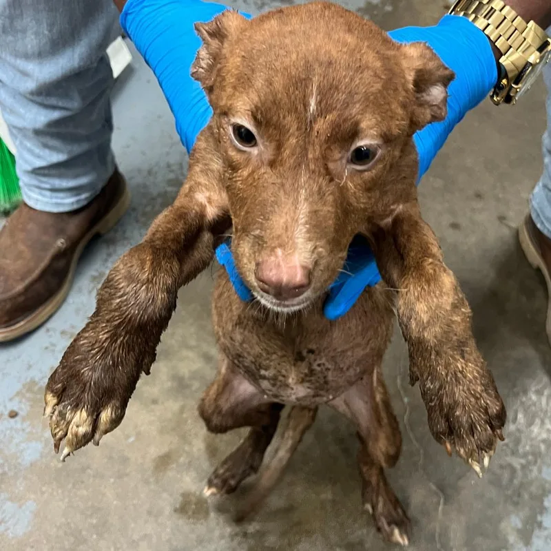 A baby medium-sized female Mixed Breed dog named Sleepy for adoption in Tampa, FL