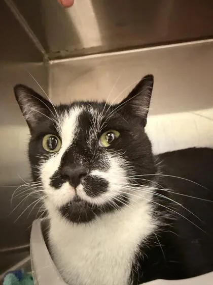 An adult large-sized male Domestic Short Hair cat named Bidoof for adoption in Lafayette, IN