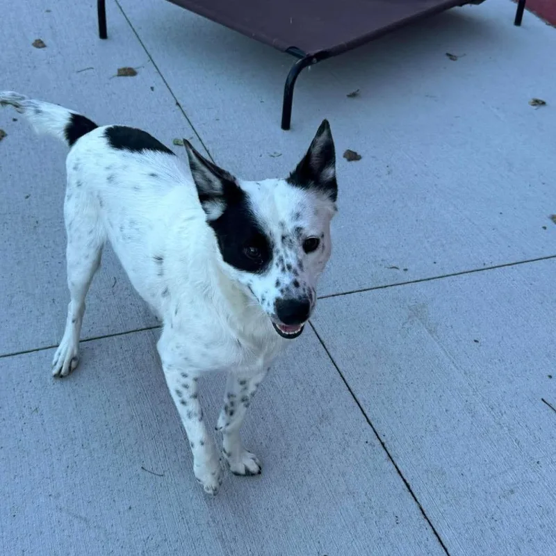 An adult medium-sized male Australian Shepherd dog named Amir for adoption in Monticello, IA