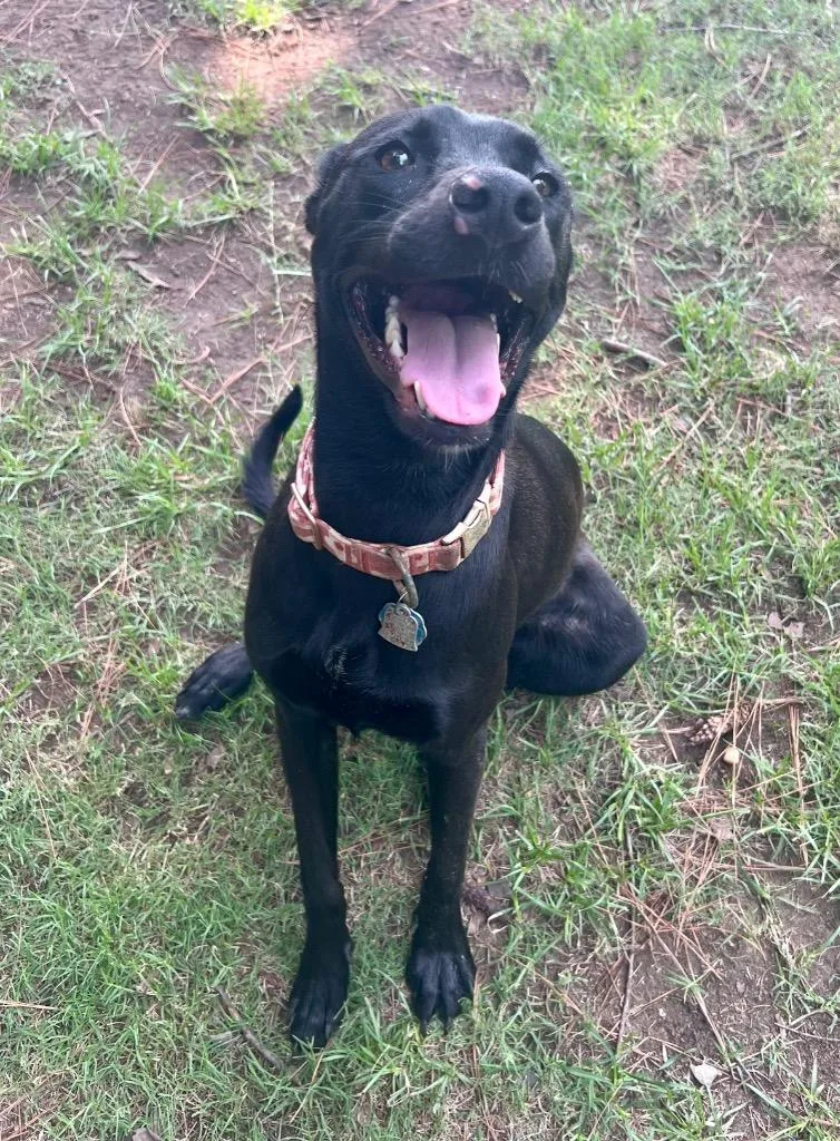 A young medium-sized female Labrador Retriever dog named Sage for adoption in Little Rock, AR