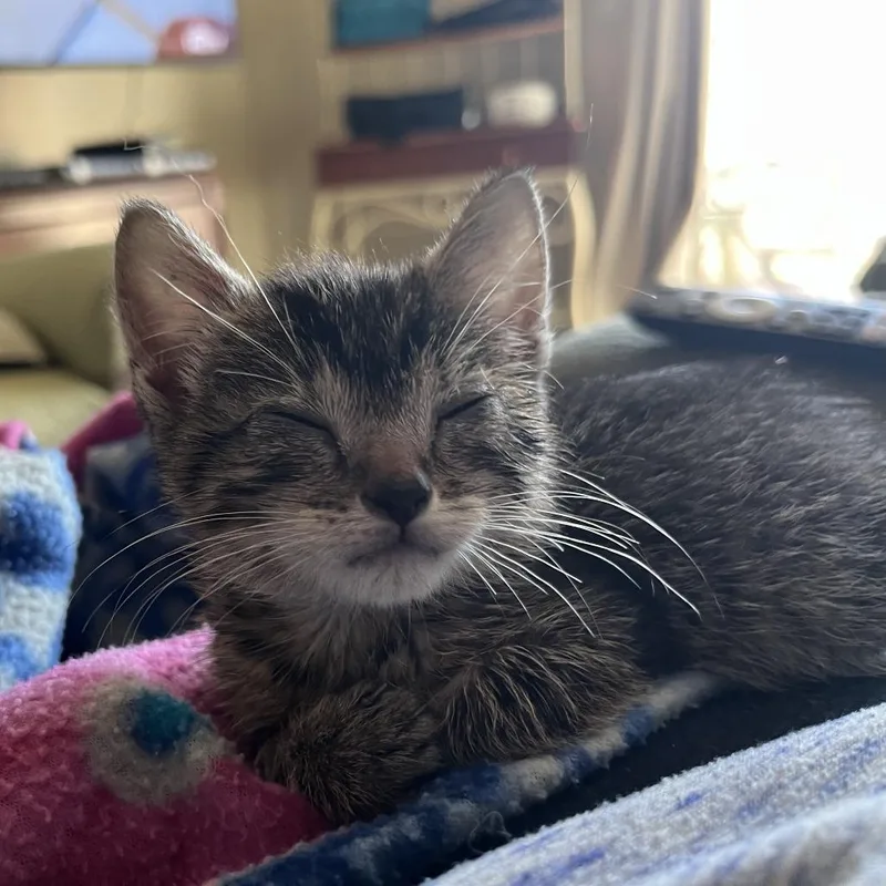 A baby small-sized female Brown / Chocolate Domestic Short Hair cat named Dolly Purrton for adoption in Columbia, MO