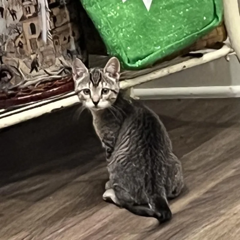Dolly Purrton thumbnail 2