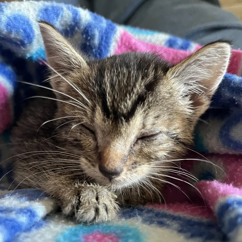 Dolly Purrton thumbnail 3