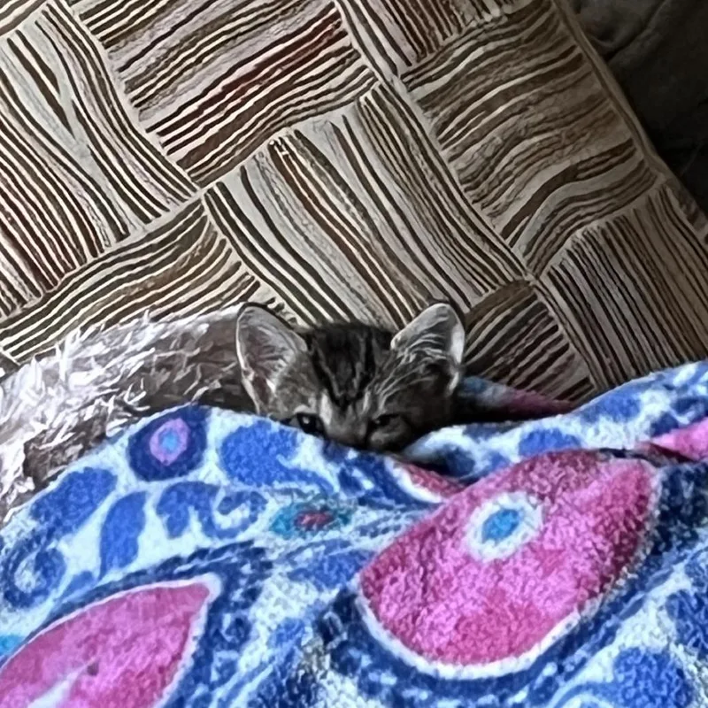 Dolly Purrton thumbnail 4