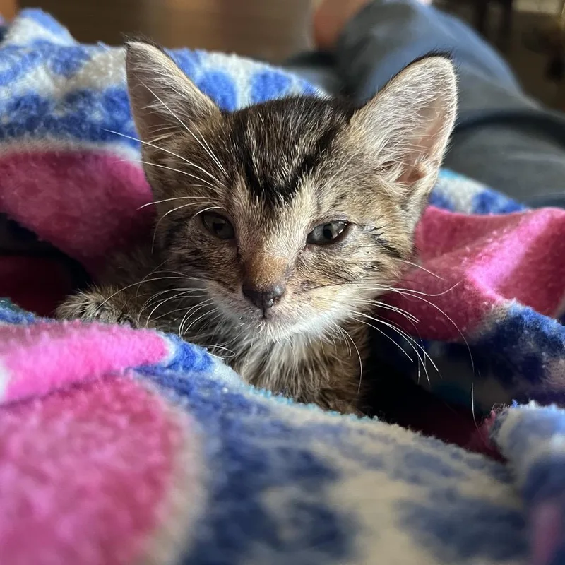 Dolly Purrton thumbnail 5