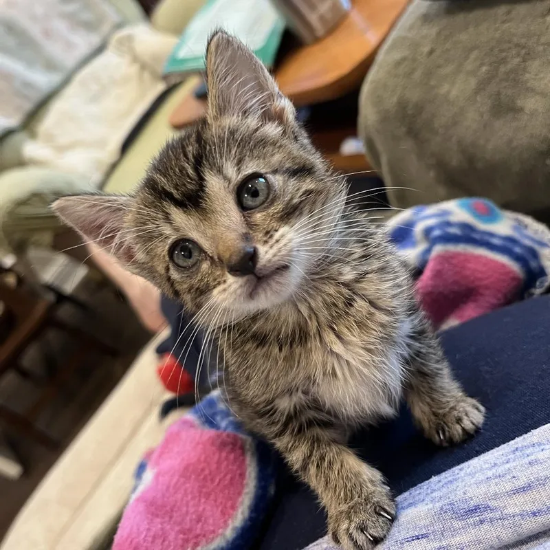 Dolly Purrton thumbnail 6