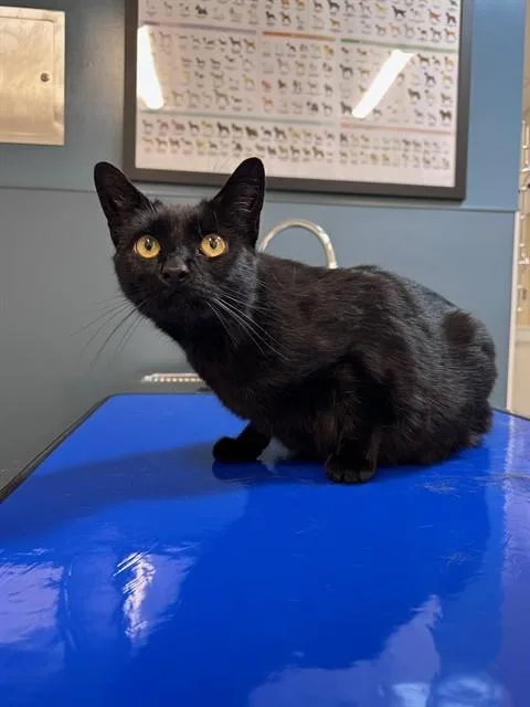An adult medium-sized female Domestic Short Hair cat named Stella for adoption in San Luis Obispo, CA